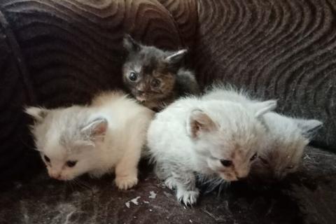 В дар кошку. Котятки. Фото2