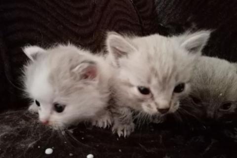 В дар кошку. Котятки. Фото3