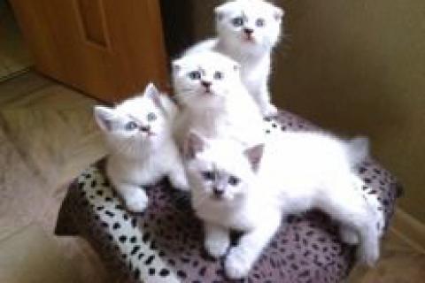 Продаю кошку. Котята шотландские вислоухие. Фото1