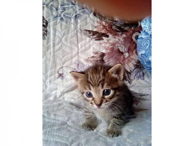 В дар кошку
