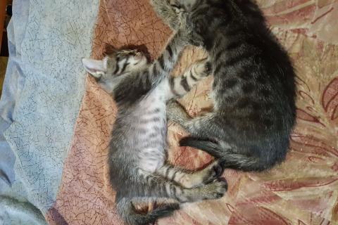 В дар кошку. Котятки. Фото1