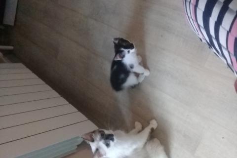 В дар кошку. Симпатичные котята от сиамской кошечки. Фото1