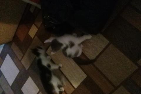 В дар кошку. Симпатичные котята от сиамской кошечки. Фото2