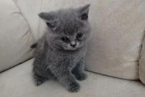 Продаю кошку. Британские котята. Фото4