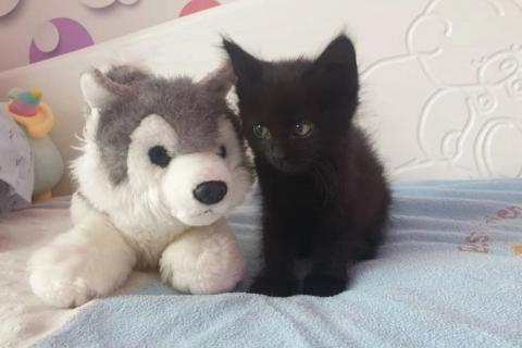 В дар кошку. Котята в дар. Фото1