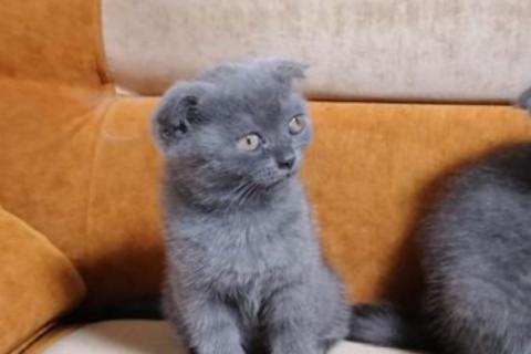 Продаю кошку. Шотландская. Фото2