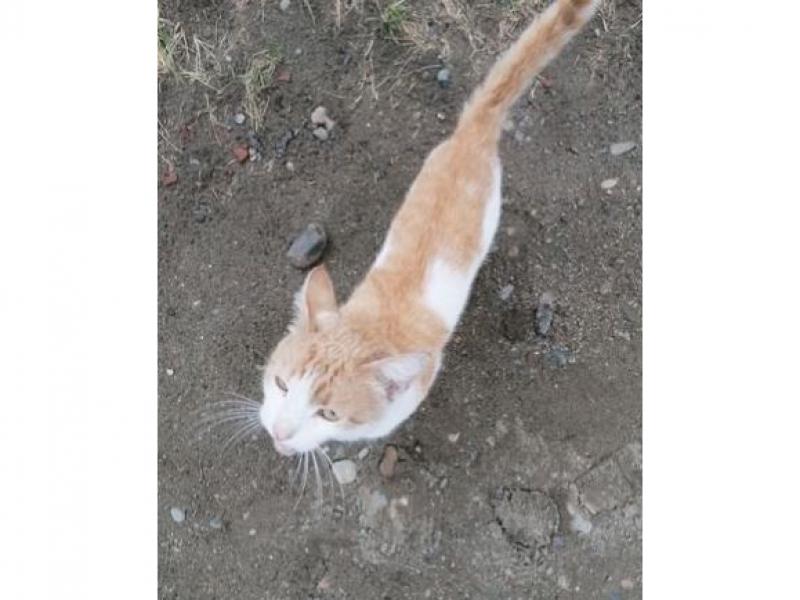 В дар кошку