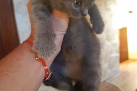 Продаю кошку. Котенок шотландский прямоухий скоттиш страйт. Фото1