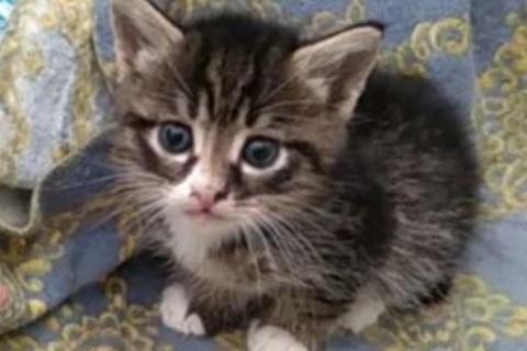 В дар кошку. Кошка. Фото1