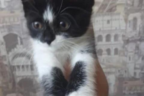 В дар кошку. Котенок девочка 1,5 месяца. Фото1