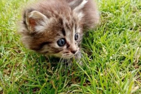 В дар кошку. Котята. Фото1