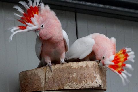 Продаю питомца. Какаду инка (Cacatua leadbeateri) ручные птенцы из питомника.. Фото1