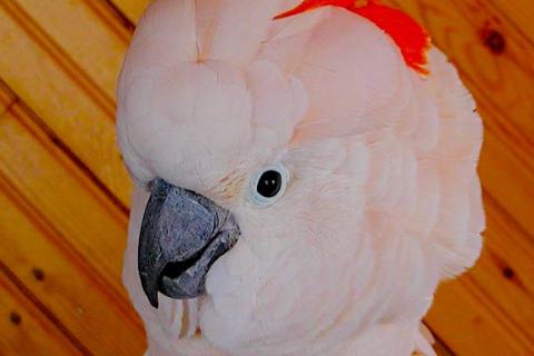 Продаю питомца. Молуккский какаду (Cacatua moluccensis) ручные птенцы. Фото1