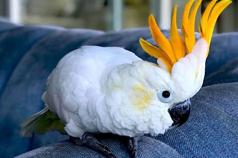 Продаю питомца. Какаду оранжевохохлый (Cacatua s. citrinocristata) - птенцы выкор. Фото1