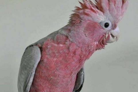 Продаю питомца. Розовый какаду (Eolophus roseicapilla) 4 - 5 мес птенцы . Фото1
