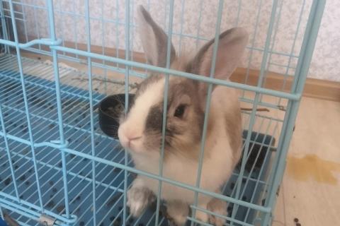 Продаю питомца. Кролик. Фото1