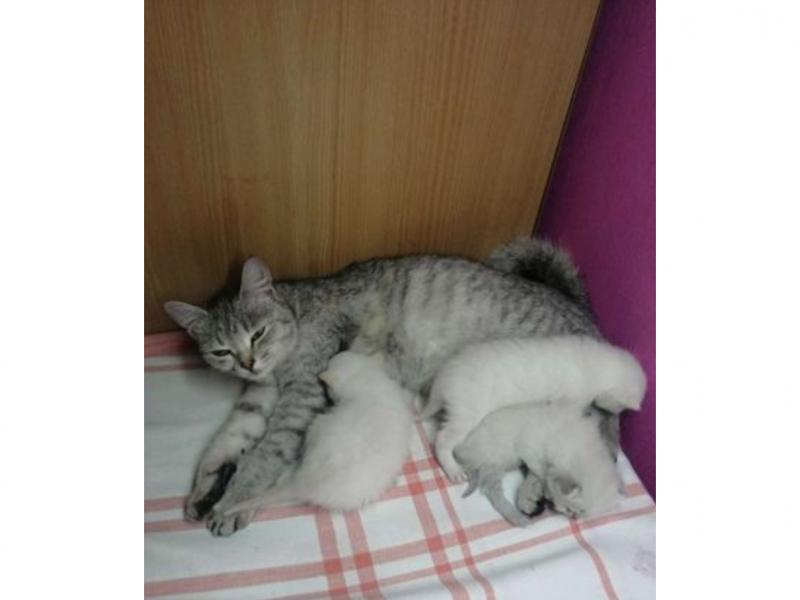 В дар кошку
