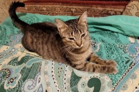 В дар кошку. Котята и кошка в добрые руки. Фото4