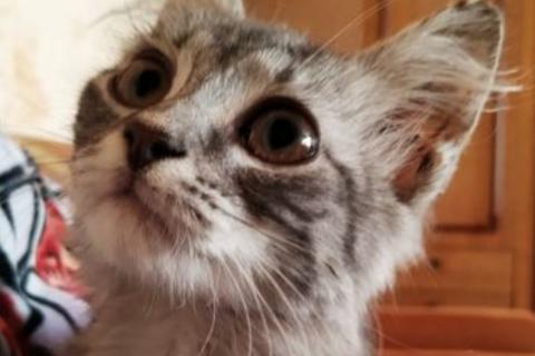 Продаю кошку. Котёнок. Фото3