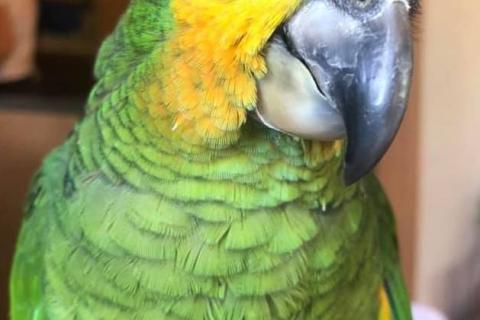 Продаю питомца. Венесуэльский амазон (Amazona amazonica) ручные птенцы из питомни. Фото3