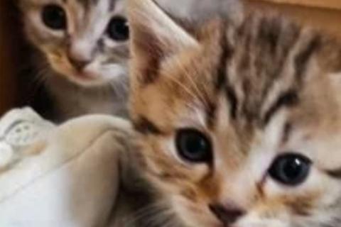 Продаю кошку. Продаются британские Котята. Фото2