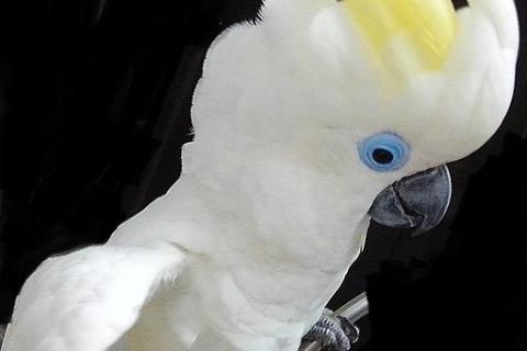 Продаю питомца. Синеочковый какаду (Cacatua ophthalmica) - ручные птенцы из питом. Фото1