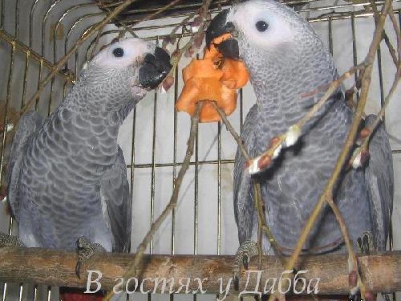 Алексей