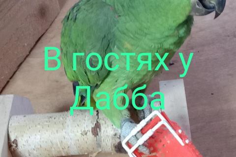 Продаю питомца. Амазоны птенцы говорящие выкормыши и птенцы солнечных аратинг от . Фото1