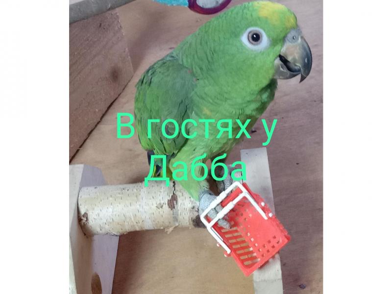Продаю питомца