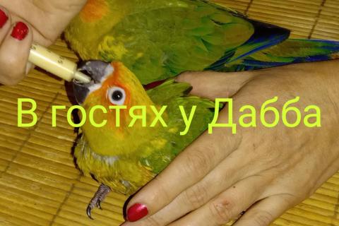 Продаю питомца. Амазоны птенцы говорящие выкормыши и птенцы солнечных аратинг от . Фото2