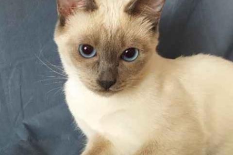 Продаю кошку. Тайские котята. Фото4