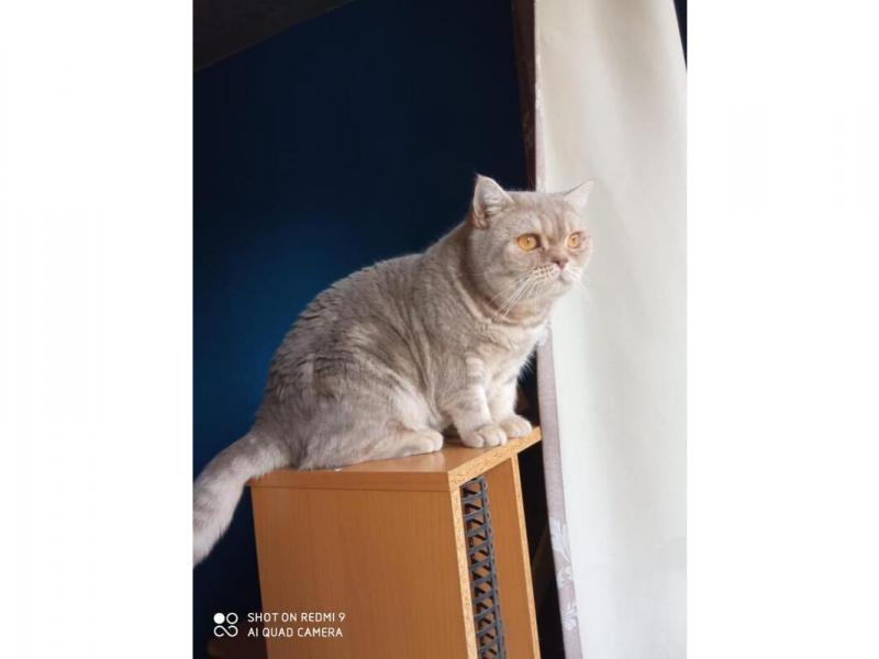 В дар кошку