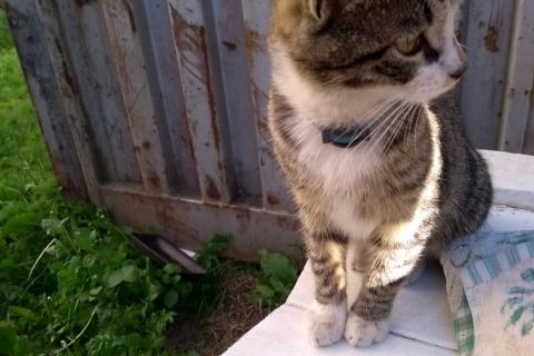 В дар кошку. Отважный и преданный котопес.. Фото2