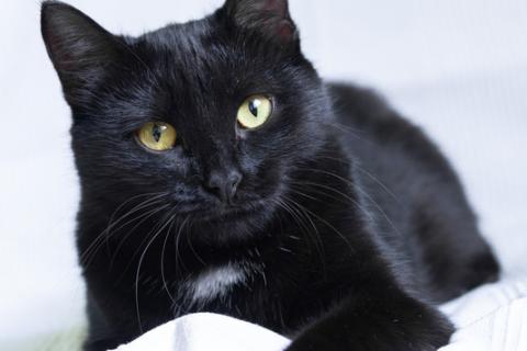 В дар кошку. Блэк стар с золотыми глазами Марта в дар. Фото1