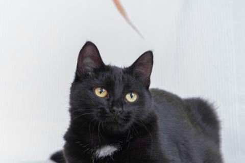 В дар кошку. Блэк стар с золотыми глазами Марта в дар. Фото2