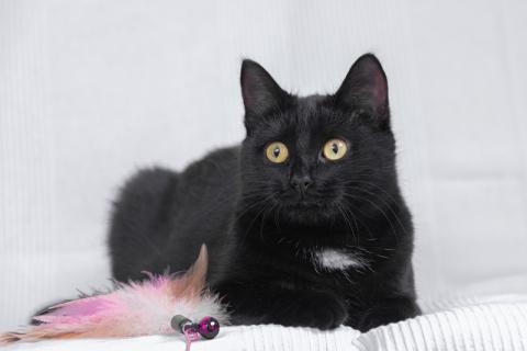 В дар кошку. Блэк стар с золотыми глазами Марта в дар. Фото3