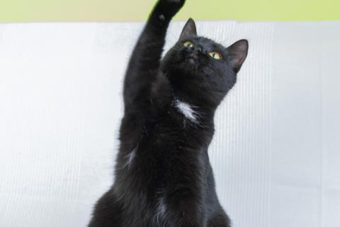 В дар кошку. Блэк стар с золотыми глазами Марта в дар. Фото4