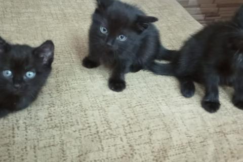 В дар кошку. котята бесплатно, к лотку приучены. Фото1