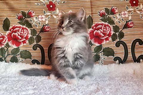 В дар кошку. Глазастое чудо Пушок, милый домашний котенок в добрые руки. Фото3