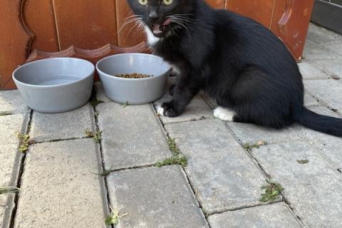 В дар кошку. 4 котенка — маркиза ищут дом. Фото4