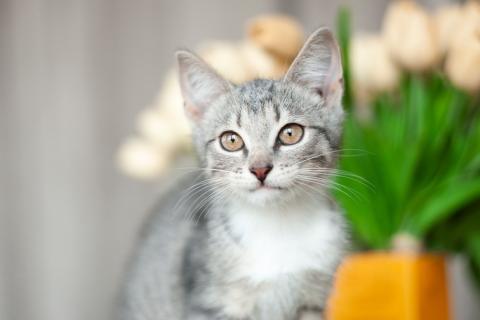 В дар кошку. 3 очаровательных разноцветных котенка в дар. Фото1