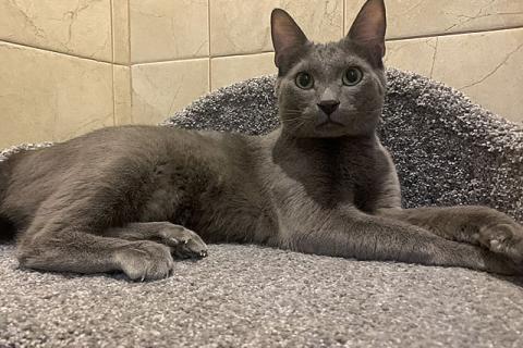 В дар кошку. Обаятельный хулиган, молодой домашний котик Оська в добрые руки. Фото1