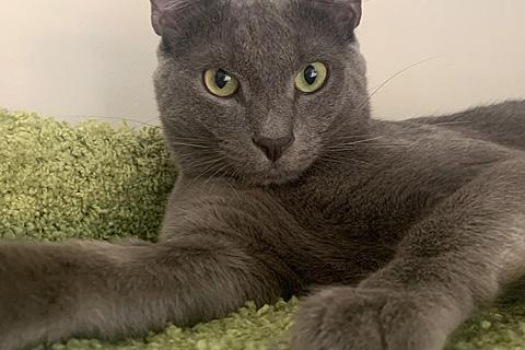 В дар кошку. Обаятельный хулиган, молодой домашний котик Оська в добрые руки. Фото2