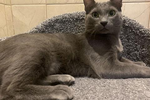В дар кошку. Обаятельный хулиган, молодой домашний котик Оська в добрые руки. Фото3