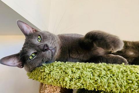 В дар кошку. Обаятельный хулиган, молодой домашний котик Оська в добрые руки. Фото4