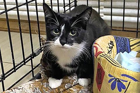 В дар кошку. Маленькое солнышко, милейший котенок Сима в добрые руки. Фото4