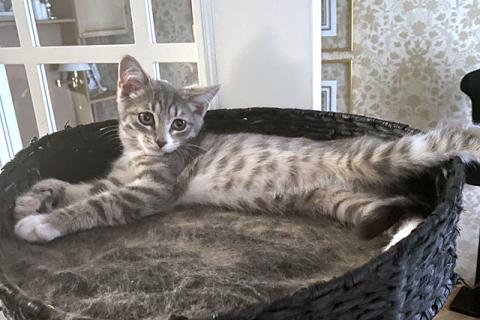 В дар кошку. Зеленоглазое чудо, очаровательный домашний котенок Лукас в добрые. Фото3