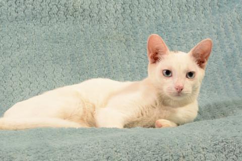 В дар кошку. Четыре ласковых солнышка, суперпозитивные котята-подростки в добр. Фото3