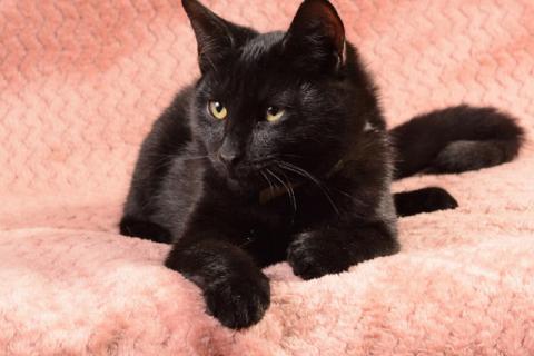 В дар кошку. Четыре ласковых солнышка, суперпозитивные котята-подростки в добр. Фото4