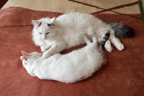 В дар кошку. Подружки-неразлучники Апельсинка и Ромашка ищут один дом на двоих. Фото4